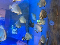 -迪拜水族馆及水下动物园