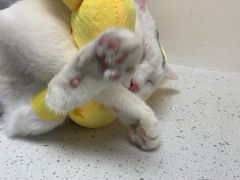 -纳吉亚猫专科动物诊疗中心(蒋宅口分院)