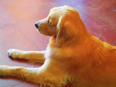 -百好乐宠物友好餐厅(朝外大街店)