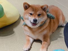 -逗柴咖啡屋·狗咖猫咖宠物桌游
