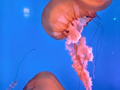 -太平洋海底世界