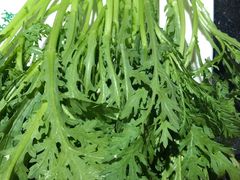 -清真·锦翔炝锅鱼(明德门店)