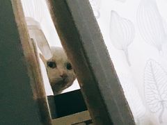 -守诺宠物医院·眼科· 特色牙科·异宠专科(虹口店)