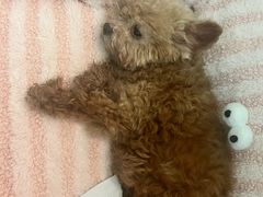 -佳雯宠物医院·皮肤科·内外科(春晓路分院)