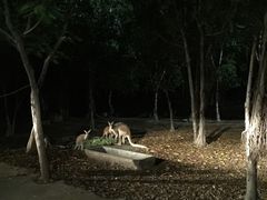 -清迈夜间动物园