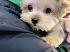 -FAELING PETS美天灵宠物(富力广场店)
