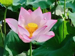 -武汉紫薇都市田园