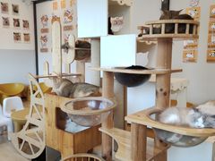 -有喵·猫咖·狗咖·30几只猫10只小狗(岗厦店)