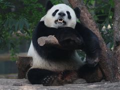 -成都动物园