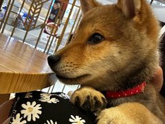 -柴犬小屋·柴餐厅·狗咖食堂(金鼎广场店)