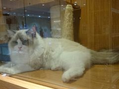 -Pets First伊珊娜洗护·精致美容·家庭式寄养(新会路店)