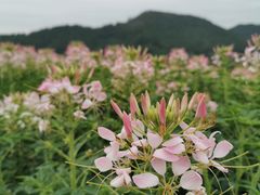 -径山花海