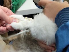 -联合动物医院(光谷诊疗中心)