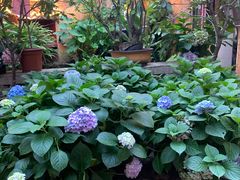 -园林美食城·本土农家菜(杨和镇店)