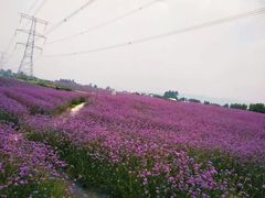 -紫颐香薰山谷景区