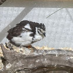 -Zoolung Zoolung动物主题公园(海信广场店)