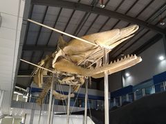 -上海海洋大学鱼文化博物馆(军工路校区)