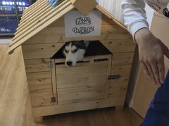 -Husky Go! 哈士奇体验馆·宠物咖啡厅狗咖
