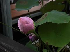 -摇橹船上船码头