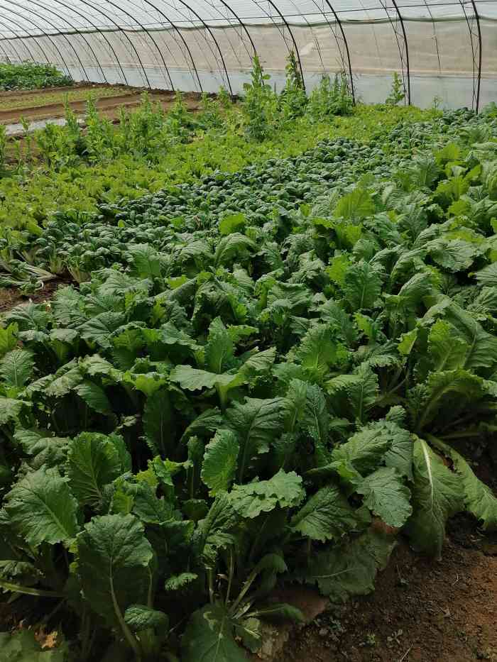 咱家农场-"五一第一天,哪哪都是人,歪打正着让我们在.