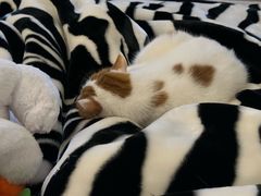 -贝康宠物医院·犬猫全科·小动物特色诊疗中心(东环路店)