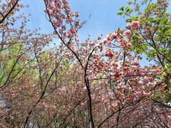 -昆山城市生态森林公园