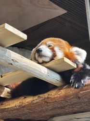 -Zoolung Zoolung动物主题公园(海信广场店)