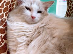 -飞行喵MR PILOT|猫舍·猫咖(静安大融城店)