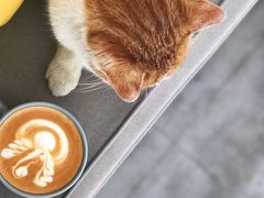 白咖啡-五进制 Coffee Shop