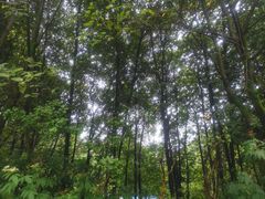 -铁山坪森林公园