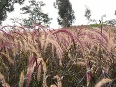 -白石龙音乐公园