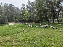 -秦皇岛野生动物园