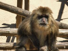 -西霞口神雕山野生动物世界