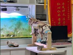 -西安京西宠物医院·瘫痪·疑难杂症