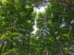 -长白岛森林公园