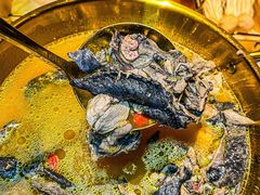 -Darling Queen·Mini·Live·House