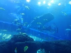 -成都浩海立方海洋公园