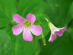 -牛背梁国家森林公园