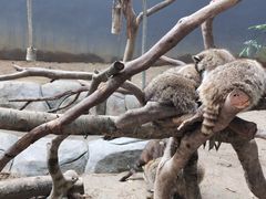 -深圳野生动物园
