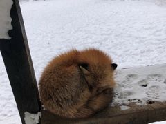 -宫城藏王狐狸村