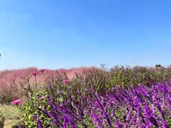 -上海滨江森林公园