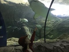 -悉尼海洋生物水族馆