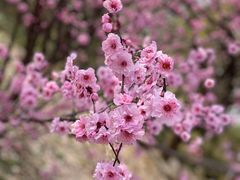 -陕西省西安植物园