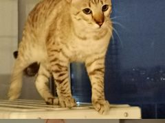 -Cappucimeow猫咪咖啡馆(韦伯时代店)