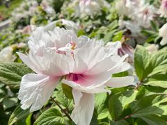 -陕西省西安植物园