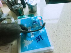-瑞鹏宠物医院·骨外科·心肾科·肿瘤科(九亭店)