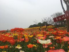 -秀丽东方