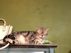 -猫猫幼稚园·撸猫·桌游·电玩