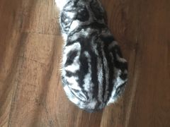 -A猫a狗全科·犬猫异宠·芥西宠物医院(南开总院)