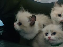 -纳吉亚猫专科动物诊疗中心(蒋宅口分院)